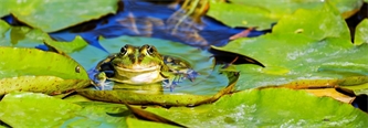 Pond Management: Why is My Pond Filling Up?