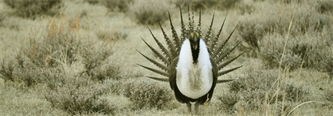 Sage Grouse Management in the News