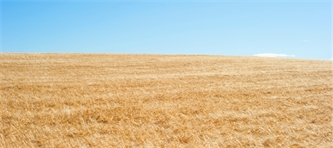 How to Deal with Drought in Land Real Estate