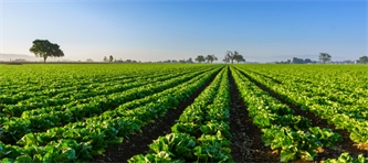 Farm Bill Renewal is Critical to Nation’s Food Supply, Nutrition, and Rural Communities