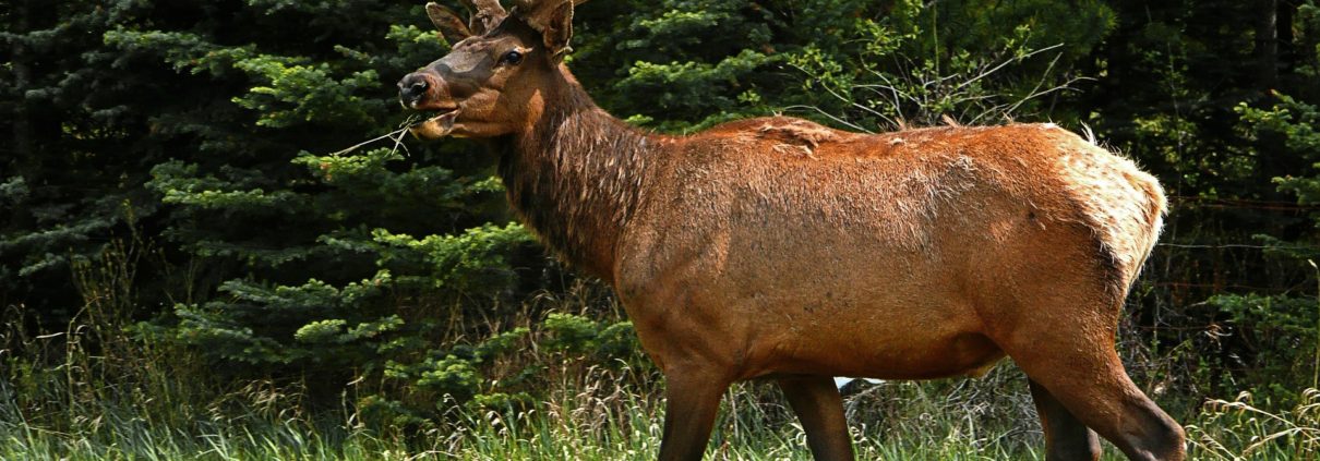 Six Ways To Attract More Animals to Your Hunting Property