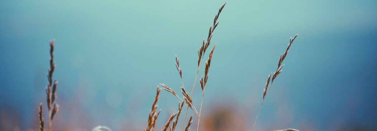 Has Wall Street Abandoned Farm Producers?