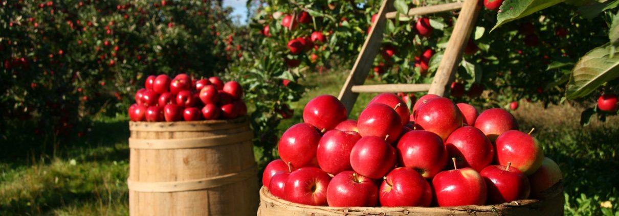 How to Start an Orchard