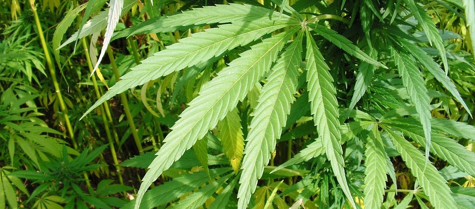 New Farm Bill Legalizes Hemp in Land Real Estate Industry