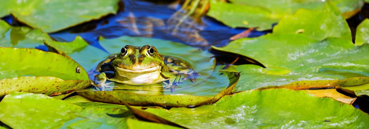 Pond Management: Why is My Pond Filling Up?