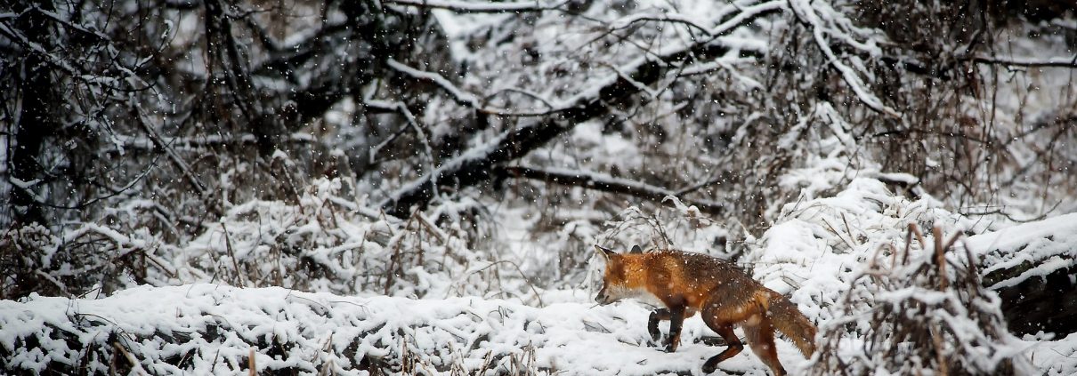 How To Have a Great Hunt in February