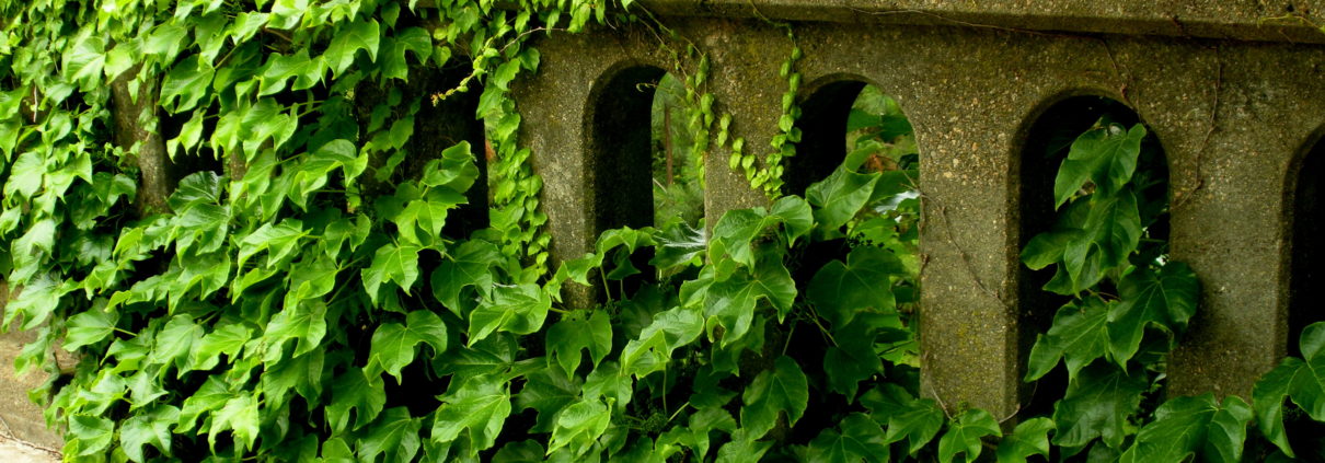 Kudzu: Friend or Foe?