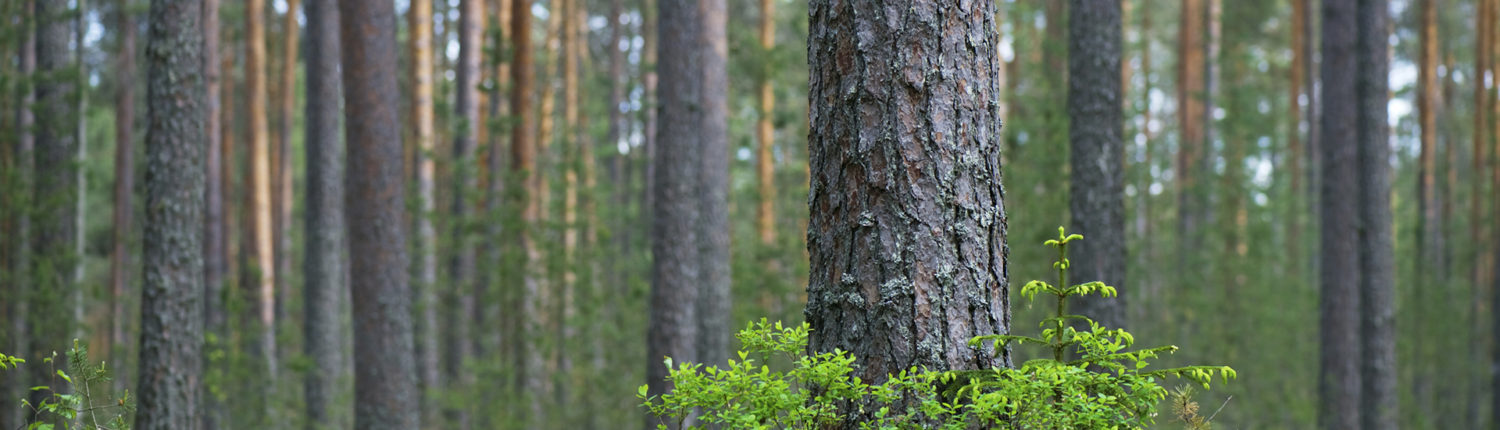 The Basics of Timberland Investing