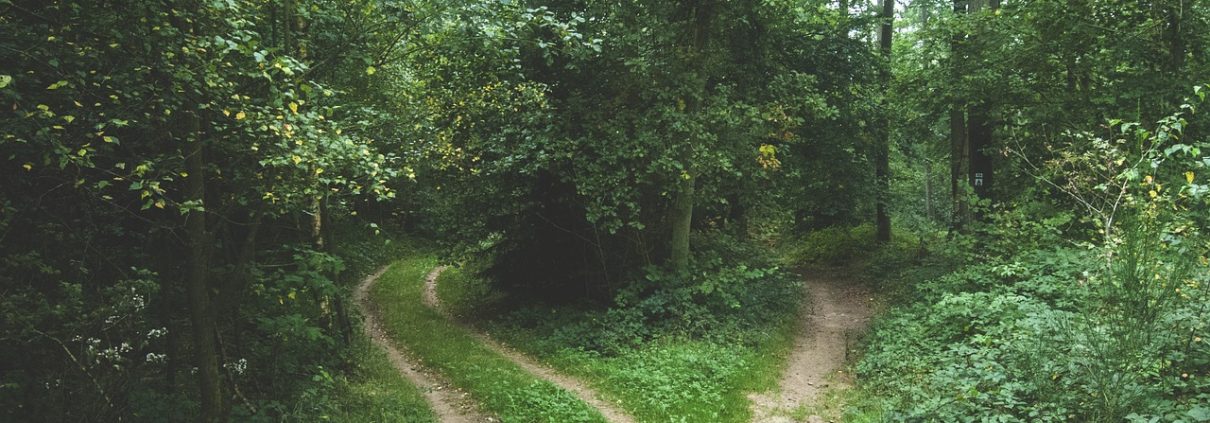 Does Your Forestland Have Curb Appeal?