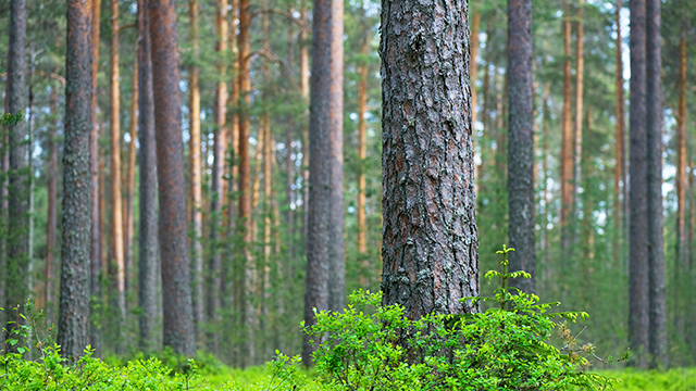 Protect Your Land Privacy With Trail Cameras