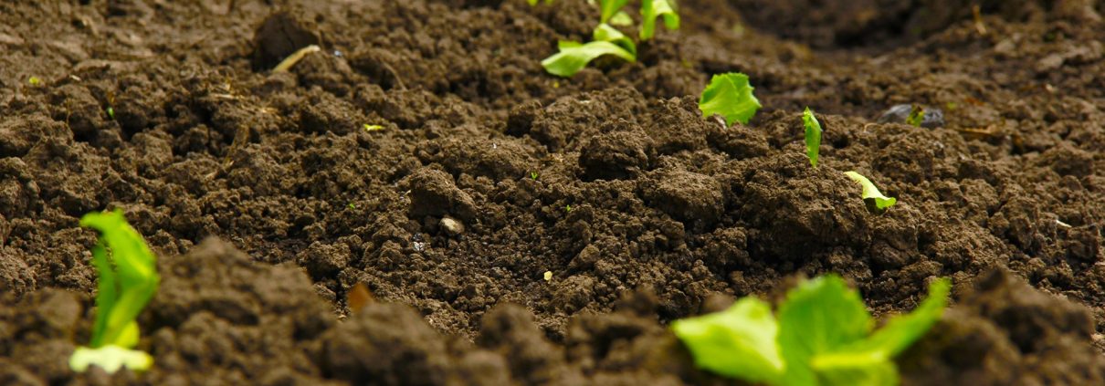 Sifting Through The Science of Farmland Soil Health