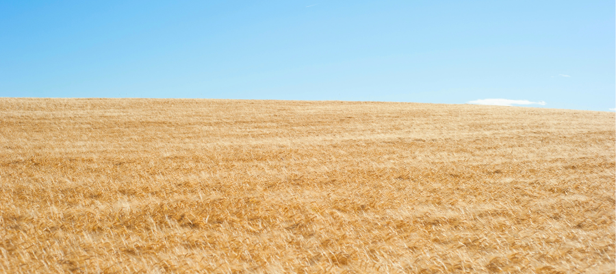 How to Deal with Drought in Land Real Estate