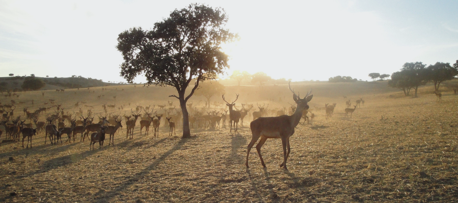 23 Things to Know Before Buying Hunting Land
