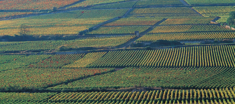 The Fundamental Drivers of Farmland as an Asset Class